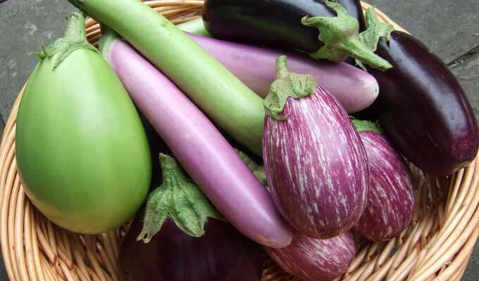 All-types-of-Brinjal
