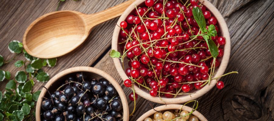 ribes