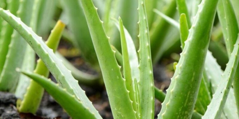 aloe-vera-di-3-anni