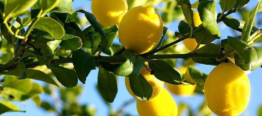 limoni-1
